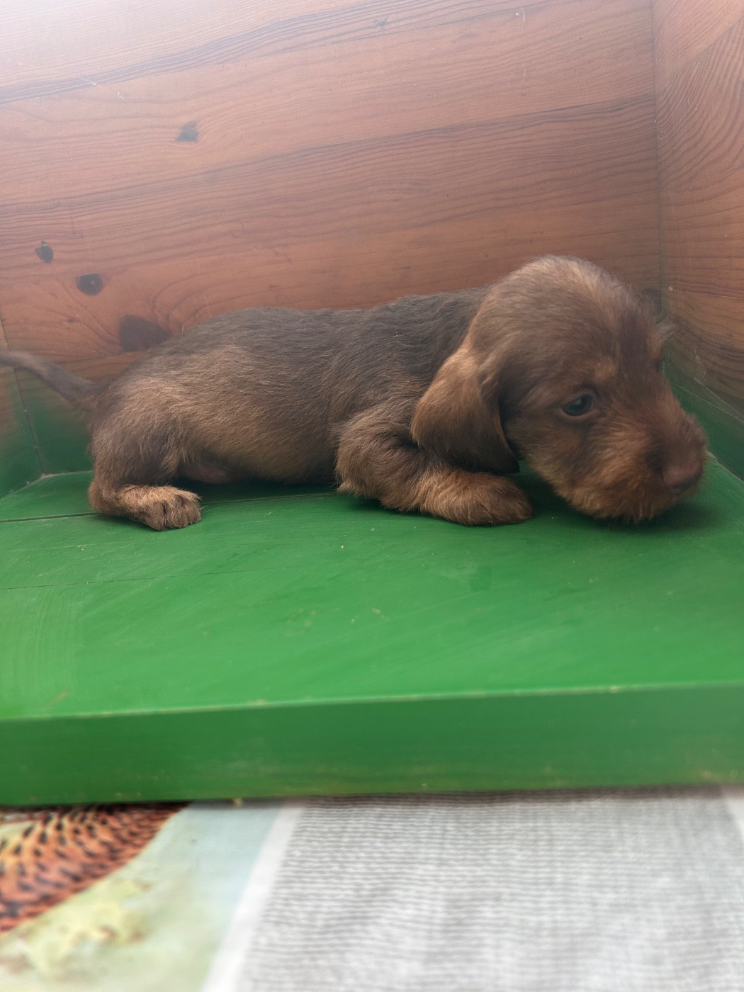 La Riviere De Cecammaa - Chiots disponibles - Teckel poil dur