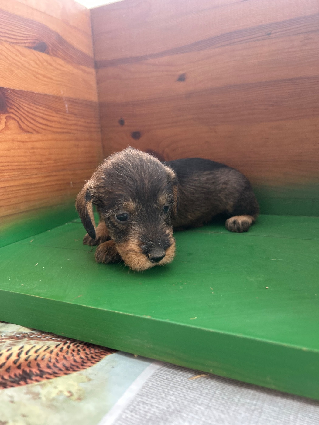 La Riviere De Cecammaa - Chiots disponibles - Teckel poil dur