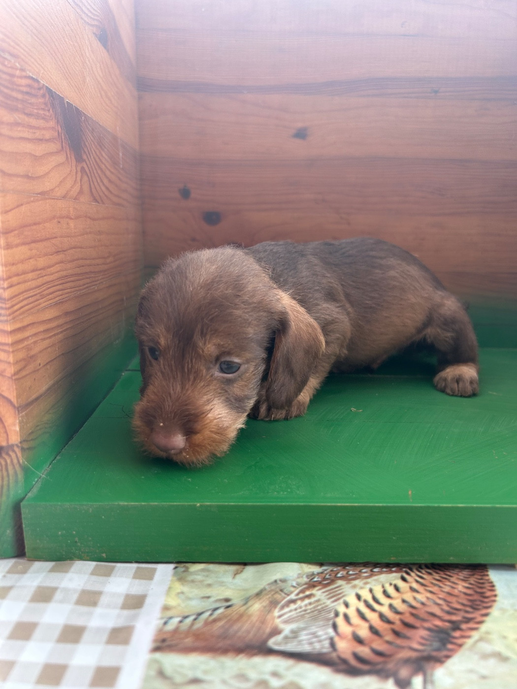 La Riviere De Cecammaa - Chiots disponibles - Teckel poil dur