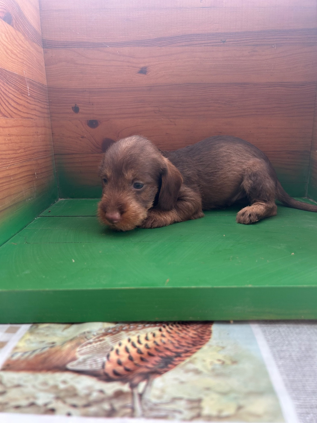 La Riviere De Cecammaa - Chiots disponibles - Teckel poil dur