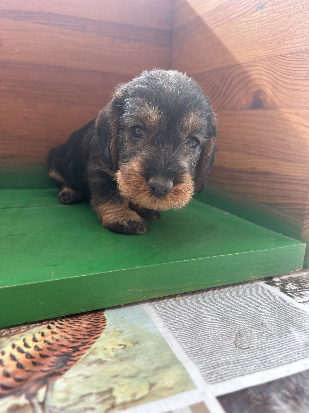 La Riviere De Cecammaa - Chiots disponibles - Teckel poil dur
