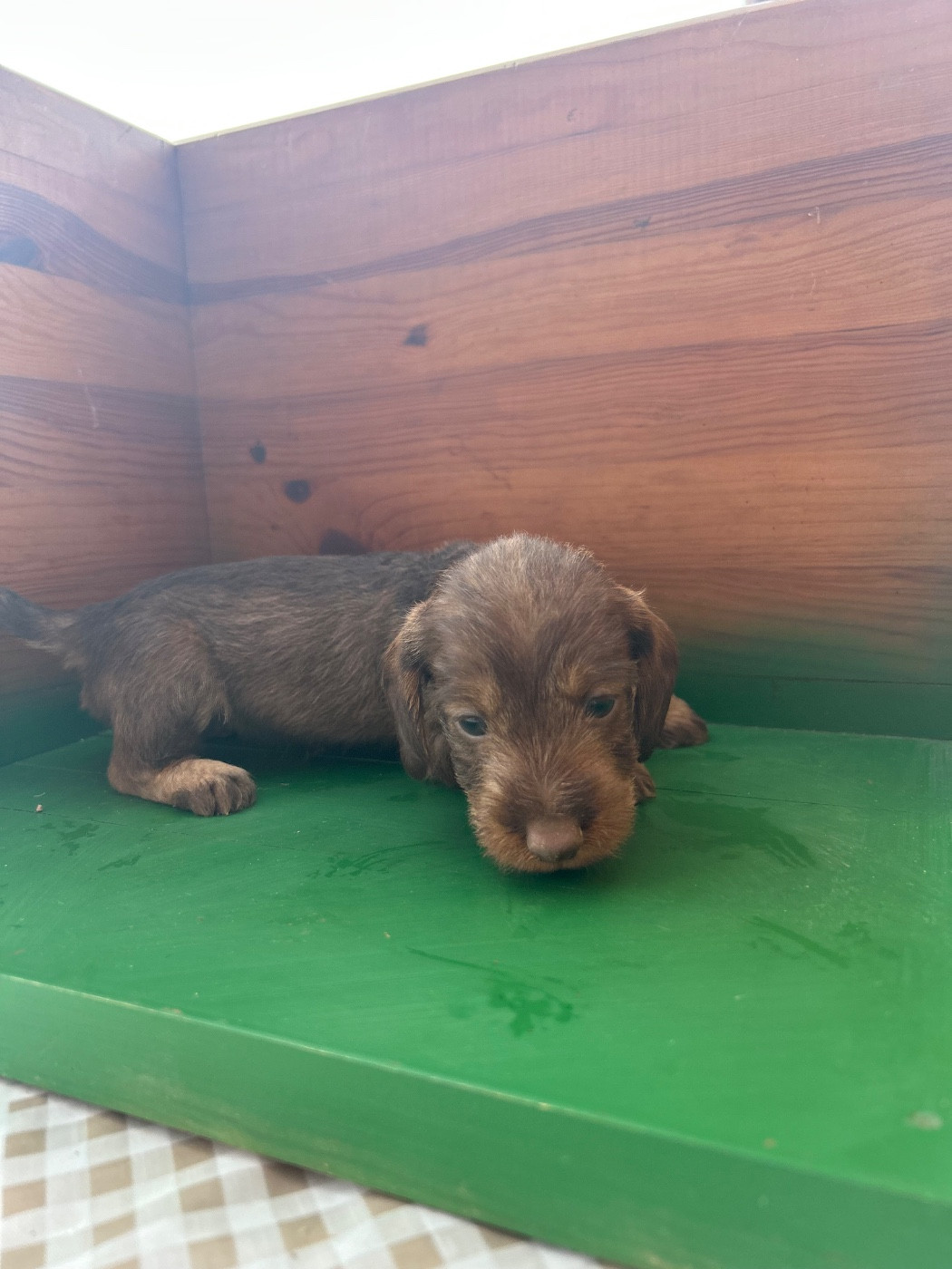La Riviere De Cecammaa - Chiots disponibles - Teckel poil dur