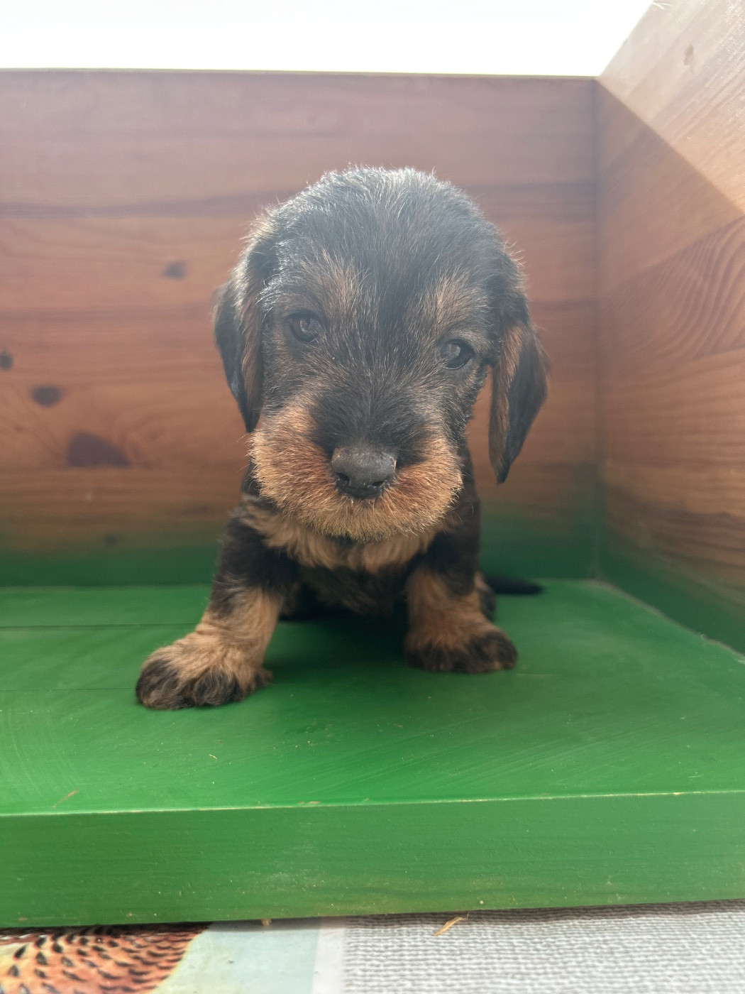 La Riviere De Cecammaa - Chiots disponibles - Teckel poil dur